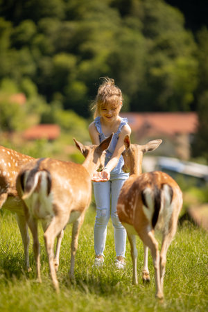 Cute little girl among reindeer herd on the sunny dayの写真素材