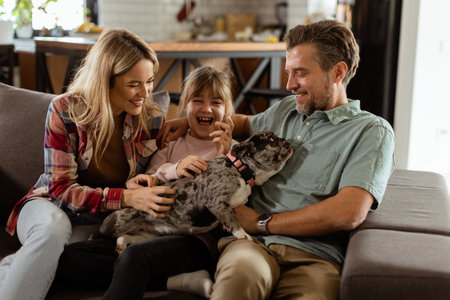 Joyful parents watch their daughter play with a happy french bulldog at homeの写真素材