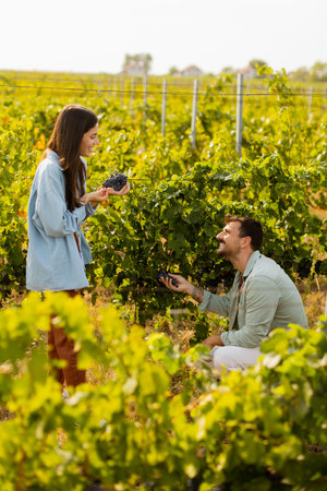 Under the warm afternoon sun, a couple strolls through a vineyard, joyfully sharing a moment as they admire a bunch of freshly picked grapes together in a peaceful landscapeの写真素材