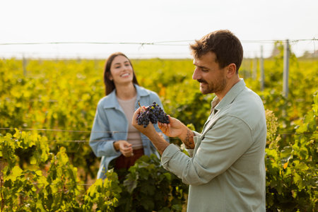 Under the warm afternoon sun, a couple strolls through a vineyard, joyfully sharing a moment as they...