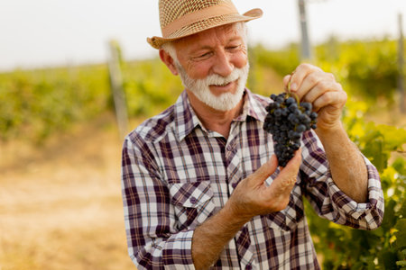 Elderly gentleman stands amidst lush green vines, beaming with pride as he showcases his bountiful harvest of dark, plump grapes under a warm autumn sunの写真素材