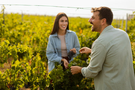 Under the warm afternoon sun, a couple strolls through a vineyard, joyfully sharing a moment as they admire a bunch of freshly picked grapes together in a peaceful landscapeの写真素材