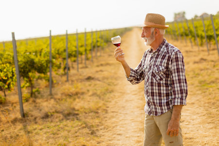 The caretaker holds a glass of deep red wine, smiling as he stands among rows of grapevines, illuminated by the soft glow of the setting sunの写真素材