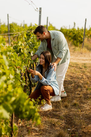 Under the warm sun, a couple smiles as they carefully pick ripe grapes among vibrant vines, sharing a delightful moment in a picturesque vineyardの写真素材
