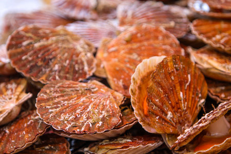 Colorful assortment of freshly harvested great scallops fills the market stall, showcasing their...