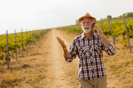 An older gentleman wearing a straw hat smiles broadly as he talks on his phone, strolling along a sunny vineyard path lined with grapevinesの写真素材