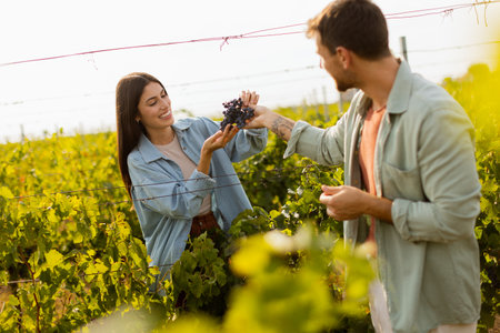 Under the warm afternoon sun, a couple strolls through a vineyard, joyfully sharing a moment as they admire a bunch of freshly picked grapes together in a peaceful landscapeの写真素材