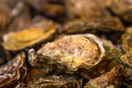 Pacific oysters are displayed prominently at a coastal market, showcasing their unique textures and colors, while the morning light enhances their appealing sheenの写真素材