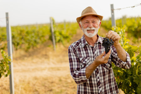 Elderly gentleman stands amidst lush green vines, beaming with pride as he showcases his bountiful harvest of dark, plump grapes under a warm autumn sunの写真素材