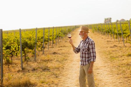 The caretaker holds a glass of deep red wine, smiling as he stands among rows of grapevines, illuminated by the soft glow of the setting sunの写真素材