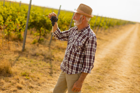 Elderly gentleman stands amidst lush green vines, beaming with pride as he showcases his bountiful...
