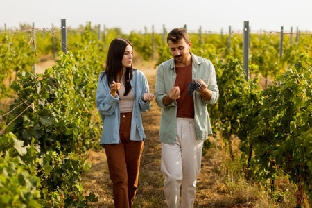 Under the warm afternoon sun, a couple strolls through a vineyard, joyfully sharing a moment as they admire a bunch of freshly picked grapes together in a peaceful landscapeの写真素材