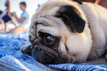 red-haired pug with a groaning muzzle lies on a mat on the beachの写真素材