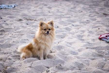 Cute Pomeranian Spitz dog sitting on the beach.の写真素材
