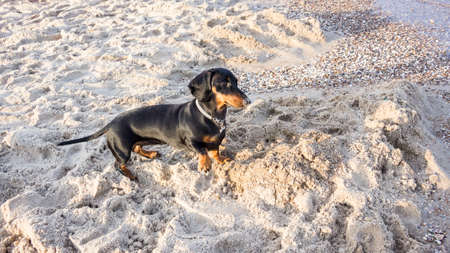young black dachshund with bright red tan nose in the sand on a sandy beach near the blue sea on the seashoreの写真素材