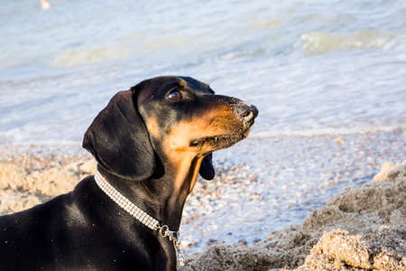 young black dachshund with bright red tan nose in the sand on a sandy beach near the blue sea on the seashoreの写真素材