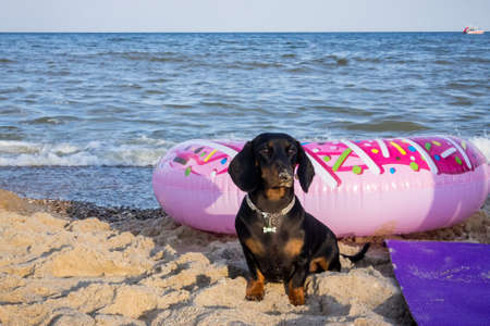young black dachshund with bright red tan nose in the sand on a sandy beach near the blue sea on the seashoreの写真素材