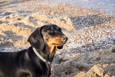 young black dachshund with bright red tan nose in the sand on a sandy beach near the blue sea on the seashoreの写真素材