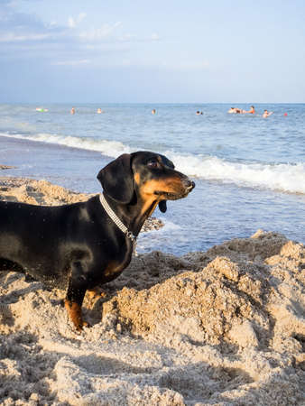 young black dachshund with bright red tan nose in the sand on a sandy beach near the blue sea on the seashoreの写真素材
