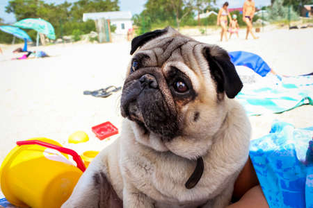 a brown-eyed beige pedigreed pug with a black folded muzzle looks with interest, sitting on a sandy beachの写真素材