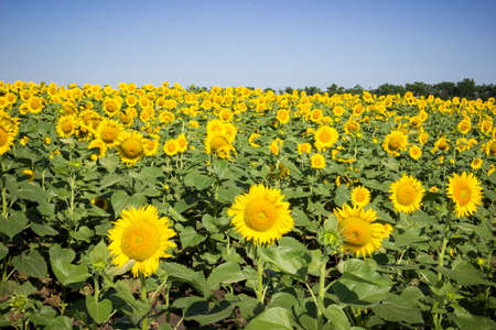field with bright yellow sunflowers against the blue skyの写真素材