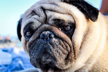 a brown-eyed beige pedigreed pug with a black folded muzzle looks with interest, sitting on a sandy beachの写真素材