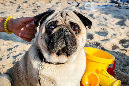 a brown-eyed beige pedigreed pug with a black folded muzzle looks with interest, sitting on a sandy beachの写真素材