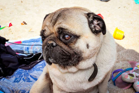 a brown-eyed beige pedigreed pug with a black folded muzzle looks with interest, sitting on a sandy beachの写真素材