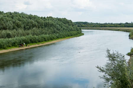 horses graze on the river bank, forest