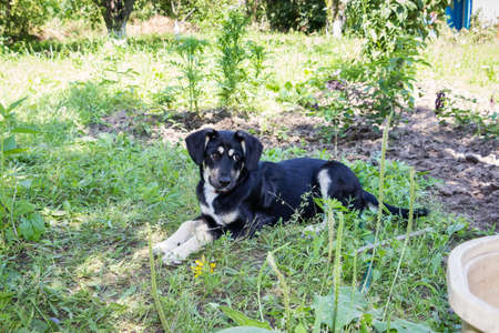 little black puppy for a walk in the park, lies in the grass on the lawnの写真素材