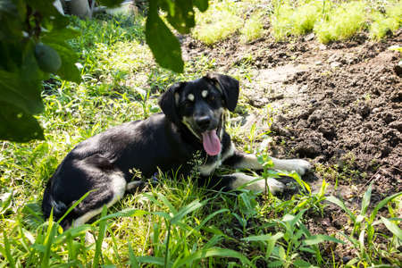 little black puppy for a walk in the park, lies in the grass on the lawnの写真素材