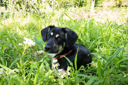 little black puppy for a walk in the park, lies in the grass on the lawnの写真素材