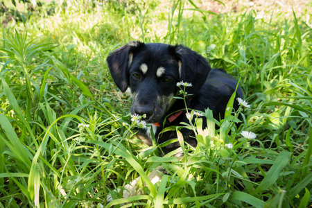 little black puppy for a walk in the park, lies in the grass on the lawnの写真素材