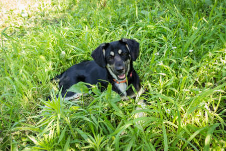 little black puppy for a walk in the park, lies in the grass on the lawnの写真素材
