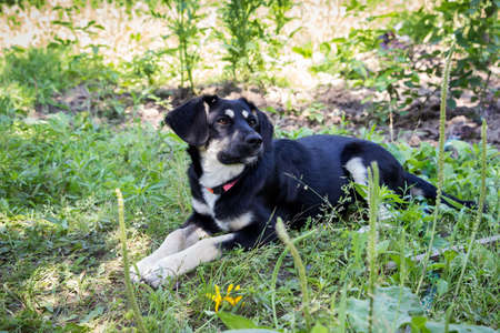 little black puppy for a walk in the park, lies in the grass on the lawnの写真素材
