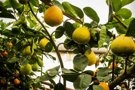 lemonarium - nursery, grow and bear fruit lemons, greenhousesの写真素材