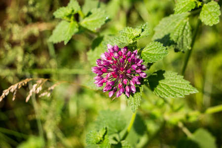 purple inflorescence - a wild onion flower with soft leaves on a stalk, in springの写真素材