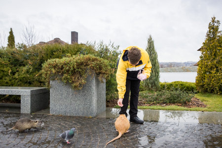 the boy feeds from the hands of water rats - nutria - and a pigeon in the parkの写真素材
