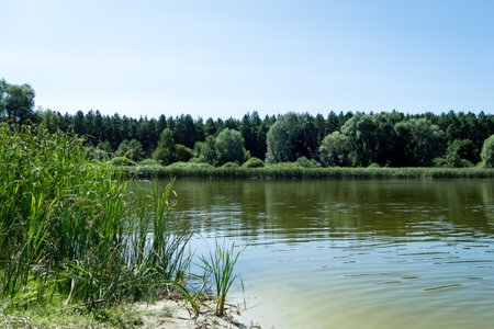 overgrown forest lake in summerの写真素材