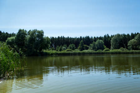 overgrown forest lake in summerの写真素材