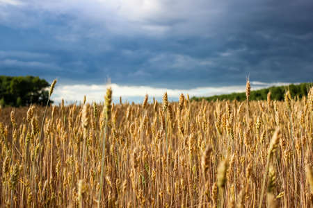 golden spikelets of wheat in a field against a dark stormy sky