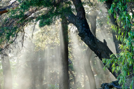 sun and sunny iridescent glare through the crowns of pines