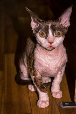 Cornish Rex, purebred skinny kitten, sitting on the floor, portrait
