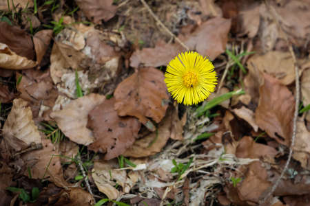 golden yellow Tussilago flowers in early spring in the Carpathians, Western Ukraineの写真素材