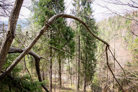 Carpathians, Western Ukraine coniferous forestの写真素材