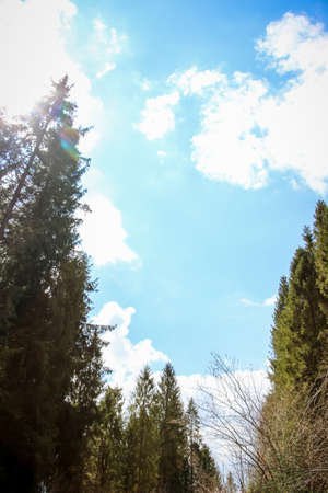 Carpathians, Western Ukraine coniferous forest