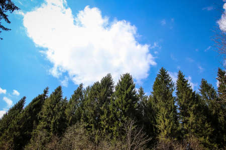Carpathians, Western Ukraine coniferous forestの写真素材