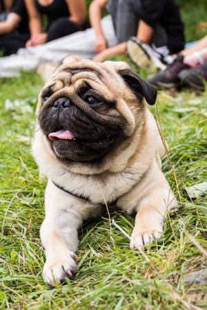 a cute red pug with a black muzzle in a tourist camp at the feet of childrenの写真素材