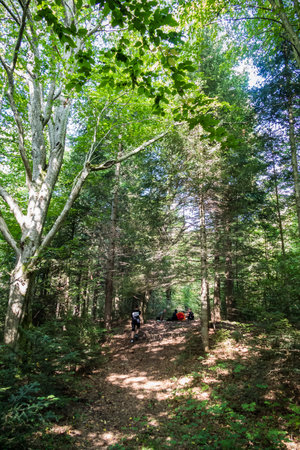 hiking in the forest in a tourist camp in the mountainsの写真素材