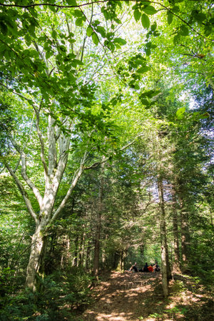 hiking in the forest in a tourist camp in the mountainsの写真素材
